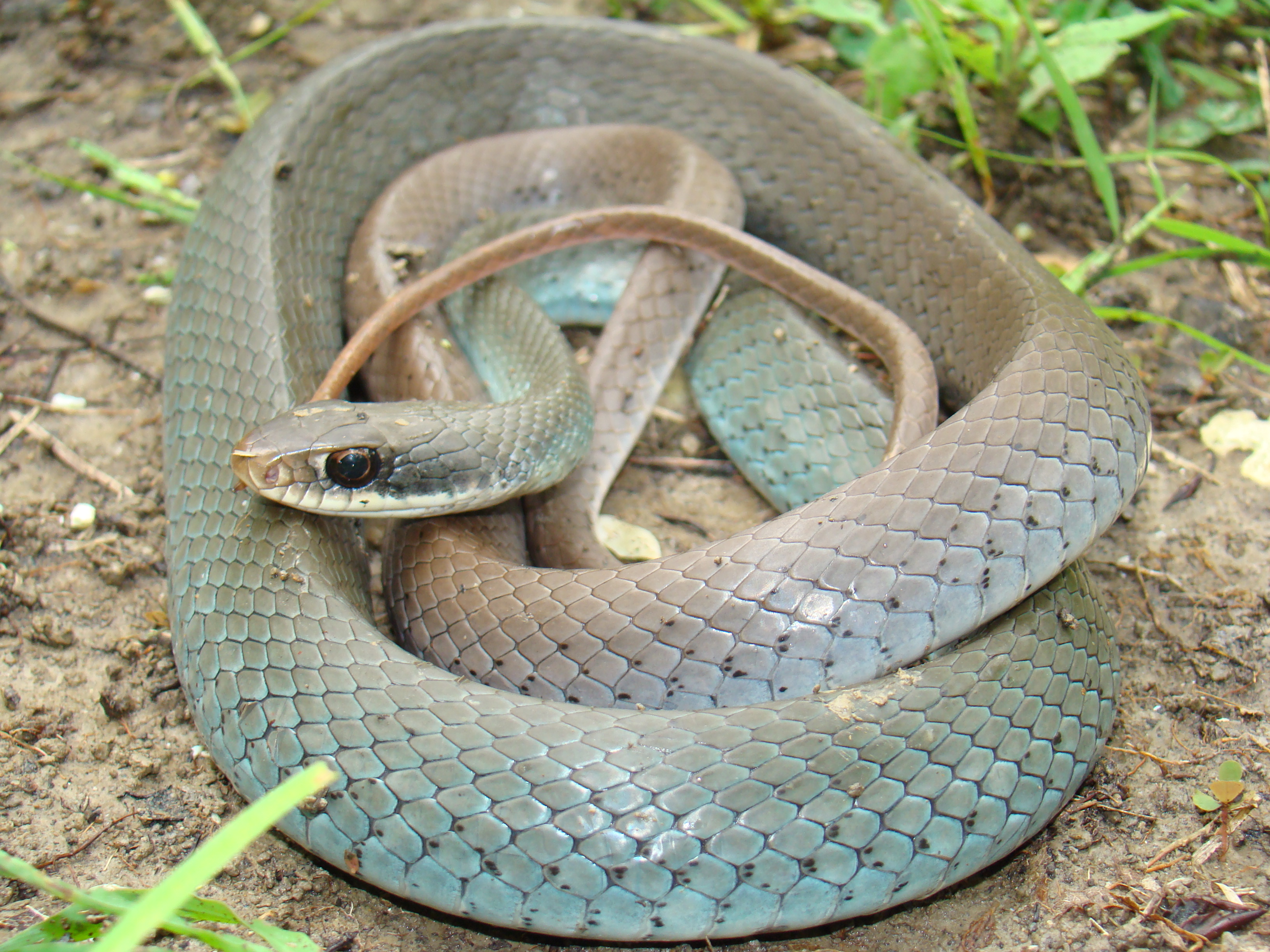 http://www.naturestation.org/SiteAssets/images/fauna/snakes/BlackMaskedRacerSnake2.jpg